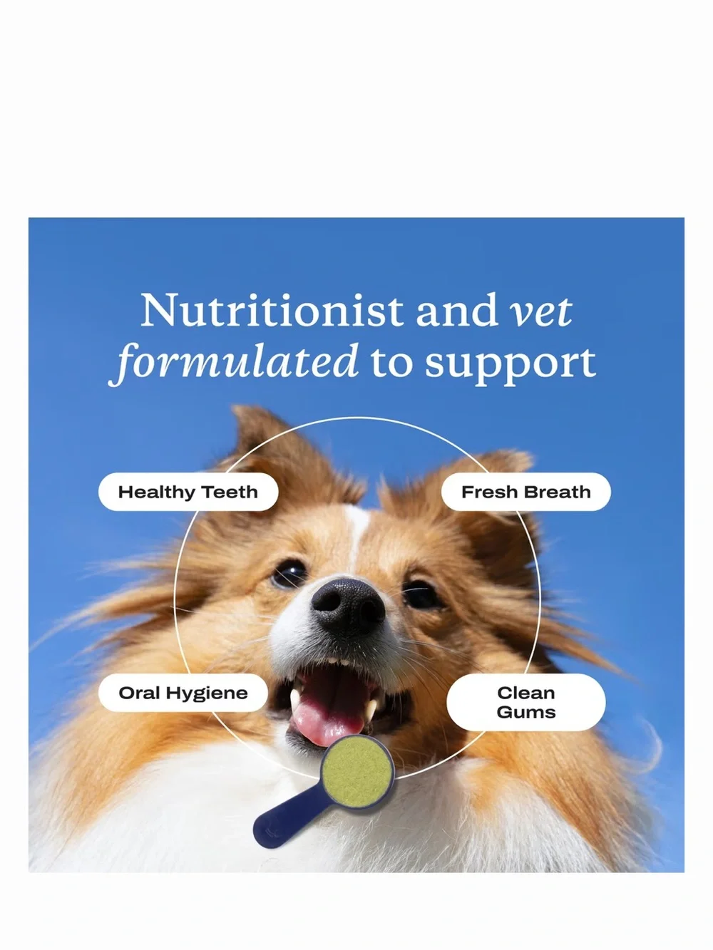 ProBright Dental Powder for Small Dogs - Navy